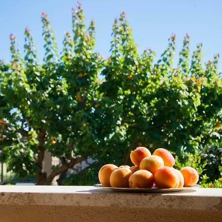 L'albicocco 3* Ladispoli