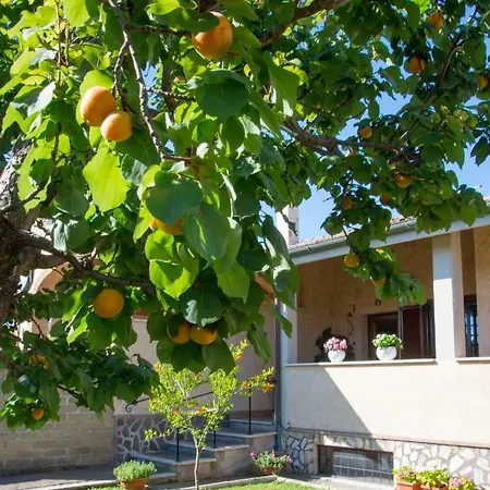 L'albicocco Ladispoli