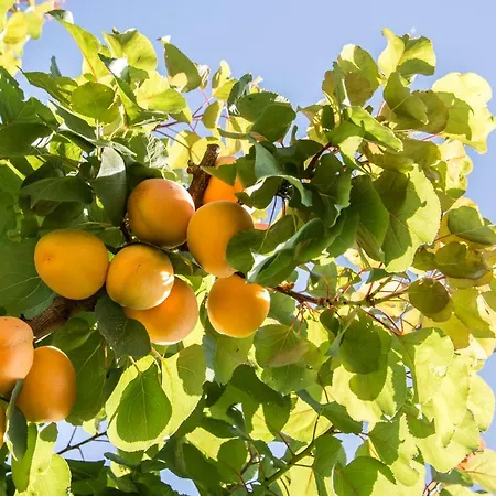 L'albicocco Bed and breakfast